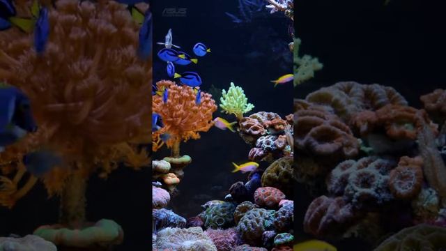 Beautiful asus theme song and MV смотреть онлайн