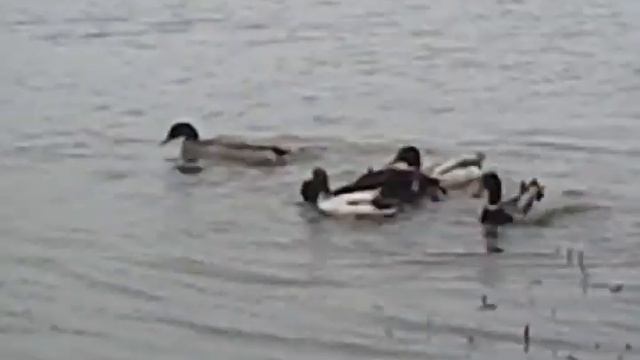 Duck gang rape cha city style смотреть онлайн