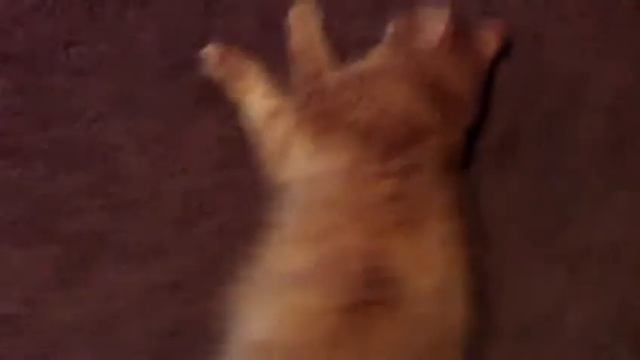 Cat triller 2 смотреть онлайн