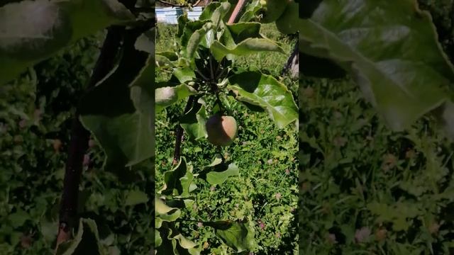 Kyrgyzstan issykkul apple garden смотреть онлайн