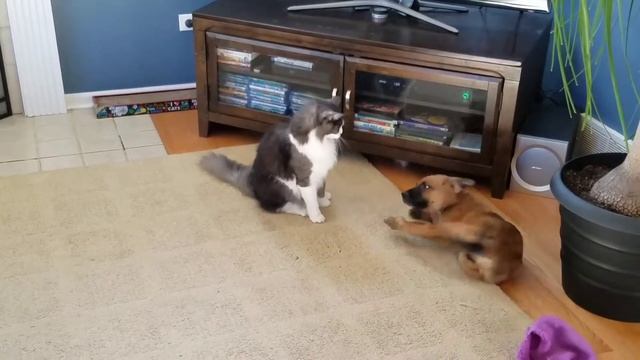 Lincoln (Siberian Cat) and Maple (puppy-German Shapard/Lab mix) wrestling 10/21/2017 смотреть онлайн
