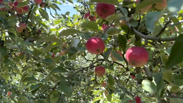 APPLE PICKING IN THE CAPITAL | TANBELLA ORCHARD FARM смотреть онлайн