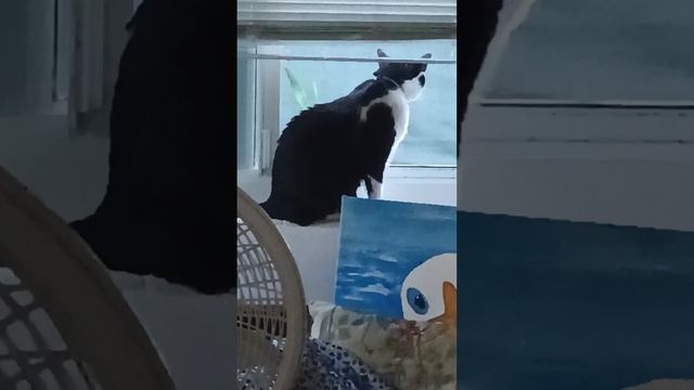 Aww my cat Domino he loves the window the cold weather 🥰🥰🥰🥰🥰🥰🥰🥰🥰🥰 смотреть онлайн
