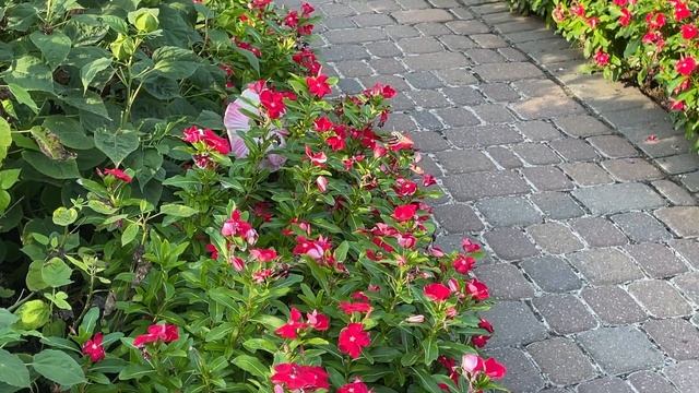 Sunken Gardens Lincoln NE - 2023-08-25 - Hummingbird смотреть онлайн