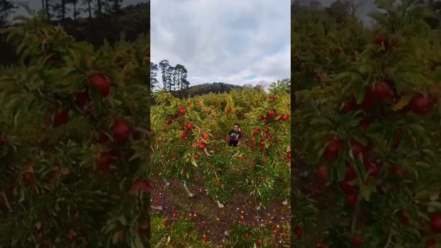 Pink Lady Apple Picking - South Australia💕
