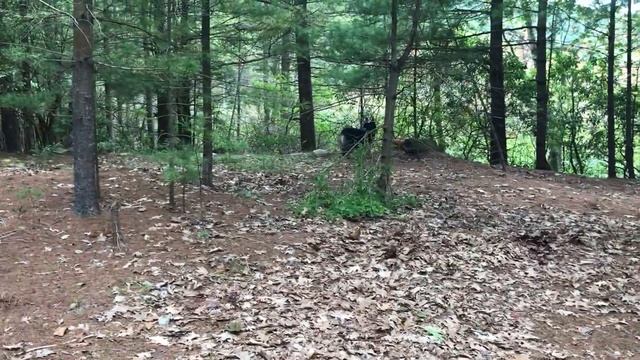 Henry, Otto, Luke, Tonto, and Tesla at Island Pond смотреть онлайн