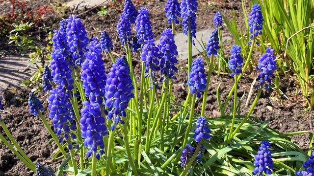iPhone 11 - 4K Sample Photos of Flowers | SampleVid смотреть онлайн
