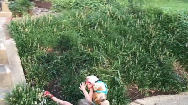 Bulldog Puppy Training 103 - Free Play Apple 1080 Res Dir Cut смотреть онлайн