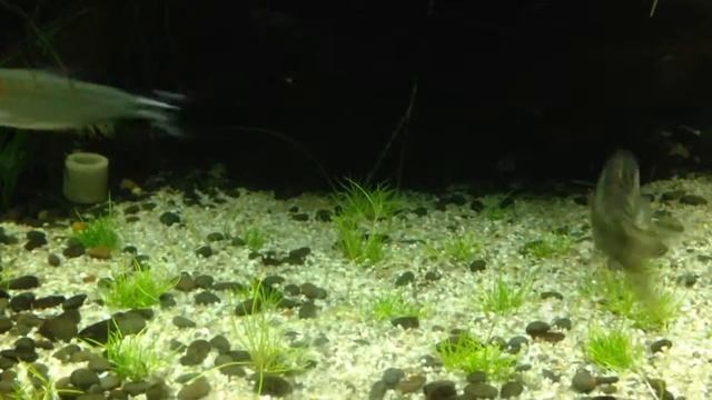 Eleocharis Parvula InVitro - 1 смотреть онлайн