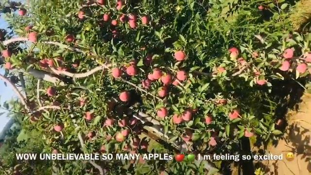We Visit to the Apples 🍎 Fram For Apple 🍏 Picking With Families 2020 🥰😍😋 смотреть онлайн