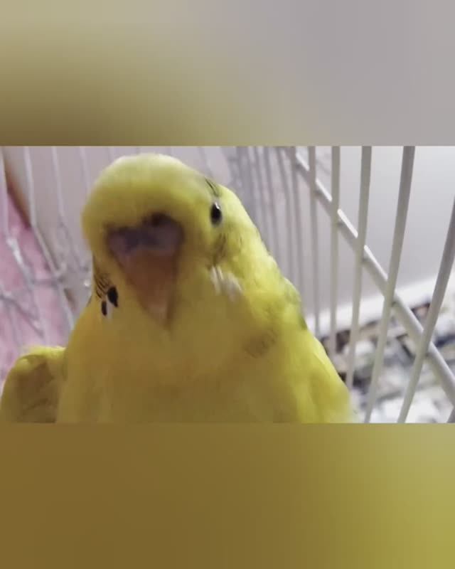 Попугай не боится камеры, камера в клетке, волнистик вблизи😍 смотреть онлайн