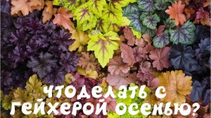 ЧТО ДЕЛАТЬ С ГЕЙХЕРОЙ ОСЕНЬЮ?