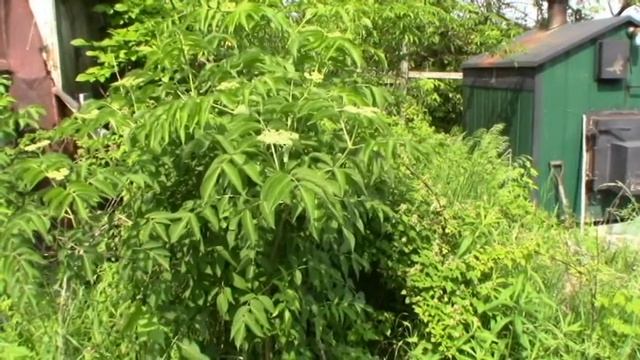 Elderberry update - Elderflowers смотреть онлайн