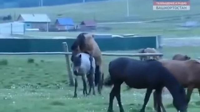 4ch смотреть онлайн