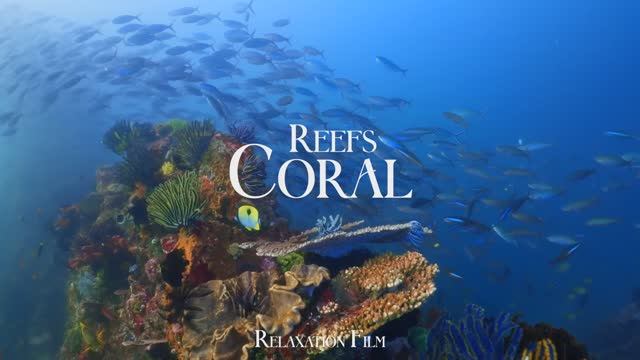 Coral Reefs 4K • Scenic Relaxation Film with Peaceful Relaxing Music and Video Ultra HD смотреть онлайн