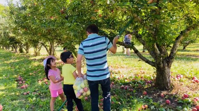 देखिए अमेरिका में सेब की खेती कैसी होती है? Apple Picking in USA| #apple picking #indianinusa смотреть онлайн
