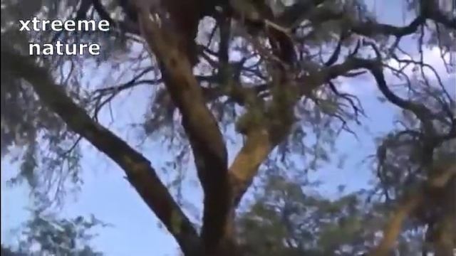 Jaguar Hunts Prey That Make You Shock Xtreeme Natures