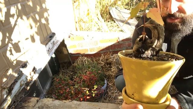 Building a Greenhouse from Old Storm Windows for Overwintering Bonsai Part 2 DIY смотреть онлайн