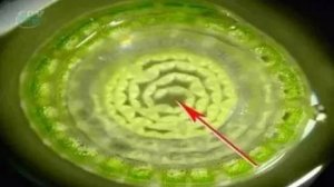 Стебель. Первичное строение стебля