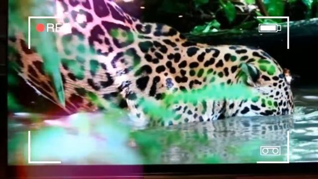BE SMART sony bravia 32 inch led tv смотреть онлайн