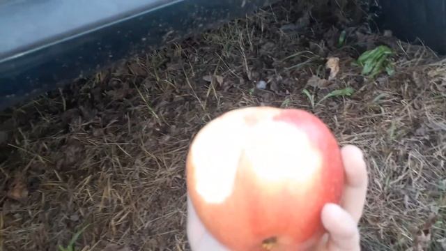 apple review #4 sweet tango apples смотреть онлайн