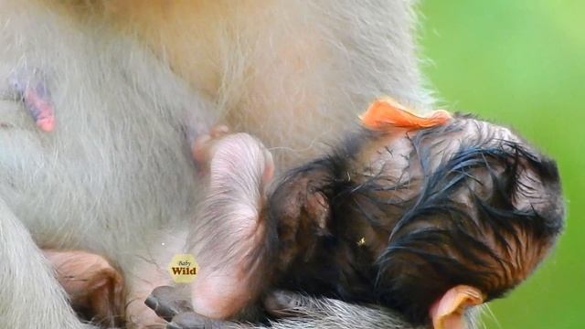 Troop Amber Group, Destiny Baby A Health So Weak But Tries Drink Milk More Yummy and Baby So Cute смотреть онлайн