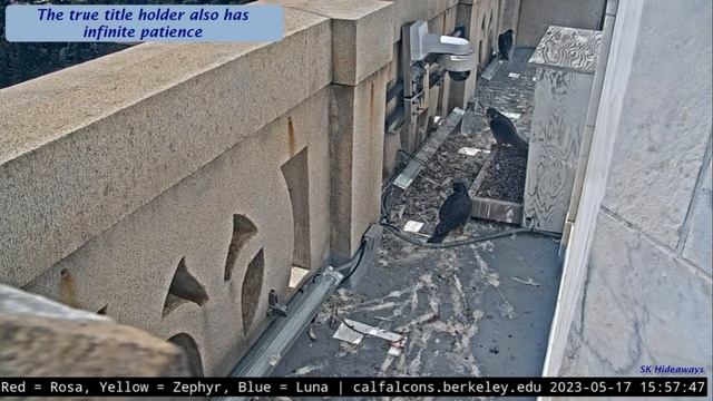 CalFalcons: 3 look out window ~ Rosa gets on Annie's last nerve ~ Luna hunts feathers 💖2023 May 17 смотреть онлайн
