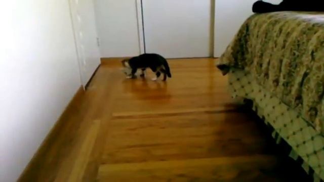 Palm Pre video recording - kitten fetching смотреть онлайн