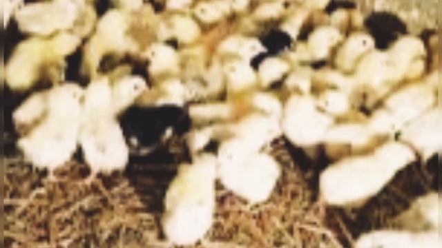 cip cip cucelerim смотреть онлайн