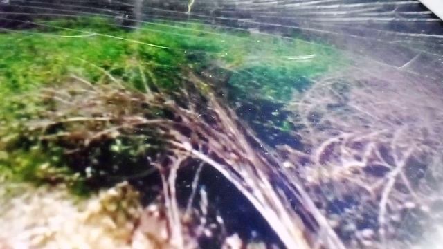 Африканские слоны проходят мимо прайда львов в Замбии.