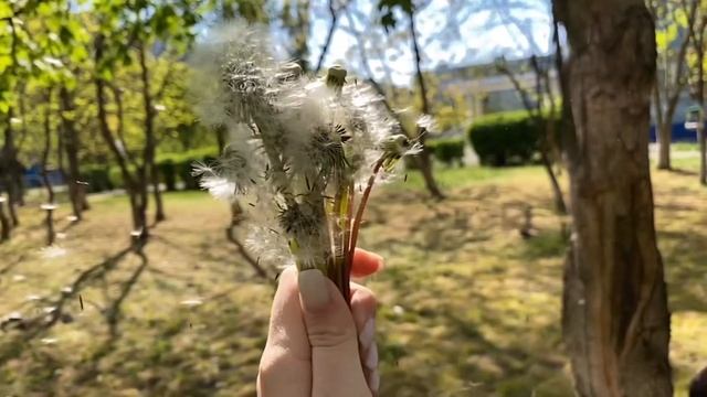 iPhone 11: Одуванчики 🌱 замедленная съёмка🤍 весна смотреть онлайн