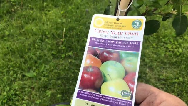 Planting Apple Trees WITH A TWIST seriously not clickbait смотреть онлайн
