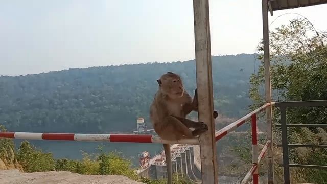 wild monkey is seating to wait passenger ,@ruralanimallifestyle3018 смотреть онлайн