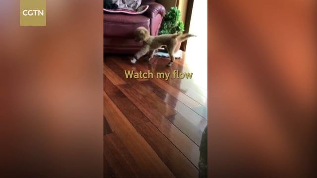 Poodle doesn't know how to walk in shoes смотреть онлайн