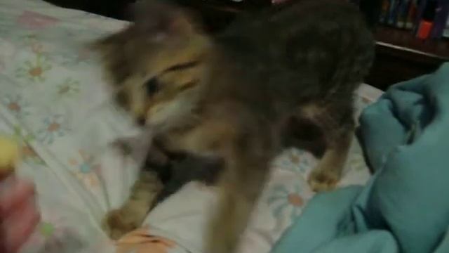 Kitty doesn't like apples. смотреть онлайн