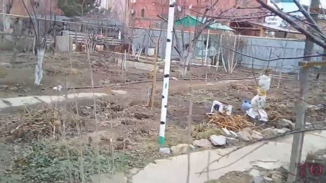 ЗИМНИЕ ПРОГУЛКИ ПО САДУ, МАЛЕНЬКИЙ ЩЕНОК