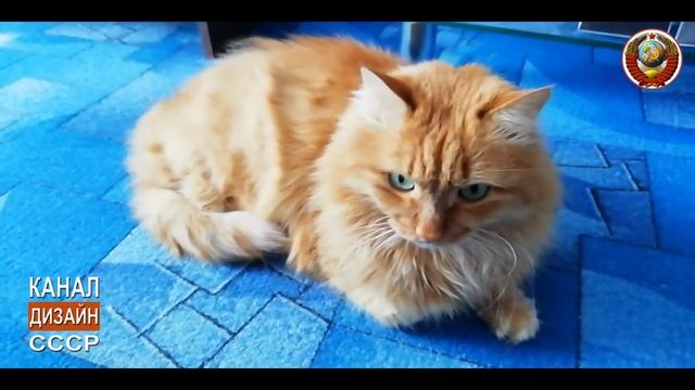 "Что надо, что пристали?" Все эмоции видны на морде нашего рыжего кота. смотреть онлайн