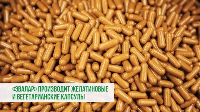 Производство капсул "Эвалар". смотреть онлайн