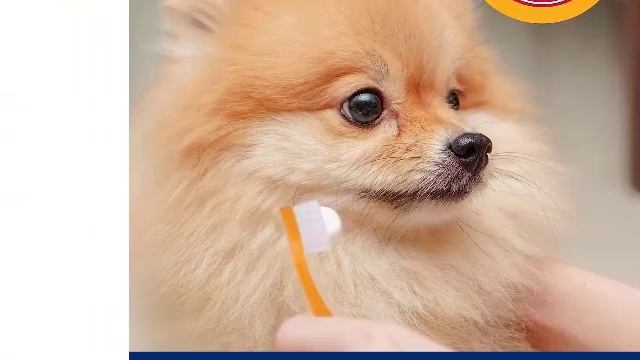 Top 5 Best Dog ToothBrushes Review of 2024 [Buying Guide] смотреть онлайн