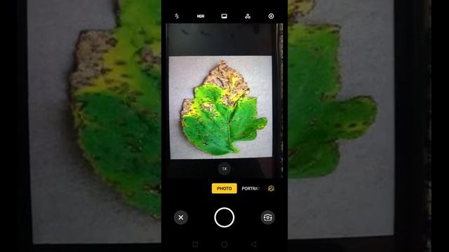 Tomato Leaf Disease Classification using Tensorflow Lite смотреть онлайн