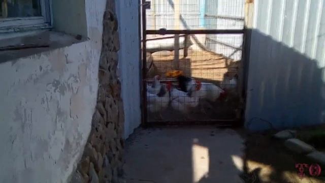 ПРОДОЛЖАЕМ ЗАНИМАТЬСЯ САДОМ, ВЕСНА 2020