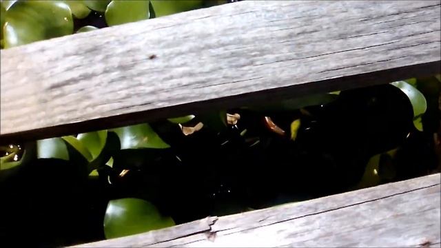 What does my window barrel pond looks like ? смотреть онлайн