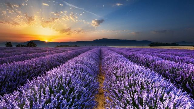 Morning Flower Ringtone | Free Ringtones Downloads смотреть онлайн