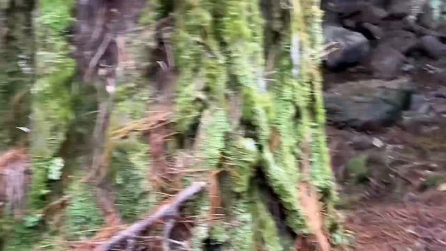 Bush bashing in tight scrub for big red stags смотреть онлайн
