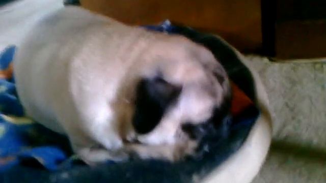 Testing Video Upload with my Palm Pre WebOS 1.4 смотреть онлайн