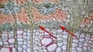 Стебель. Вторичное строение стебля