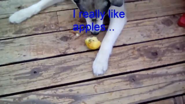 Dog Vlogs 1: He really likes apples... смотреть онлайн