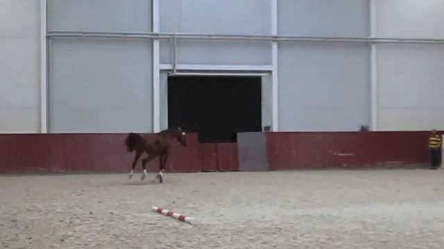 3 years mare by Cento x Landor S 1 смотреть онлайн