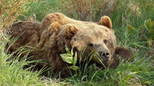 Самый добродушный медведь - Емеля.