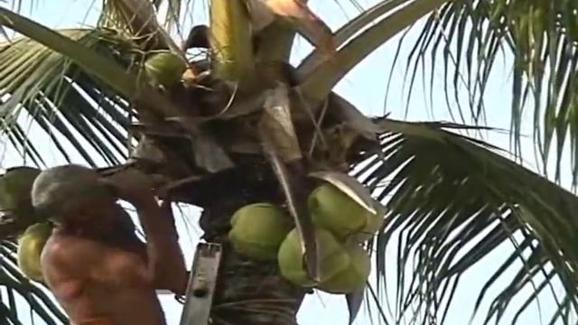 Coconut Harvest Acapulco 2009 3.0.wmv смотреть онлайн